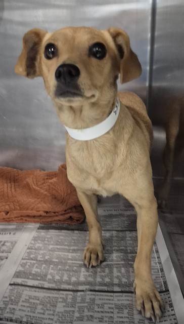 Shelter Stray Female Dog last seen Near BLOCK REDBANK RD, BAKERSFIELD CA 93307, 3951 Fruitvale Ave, Bakersfield, CA 93308, USA