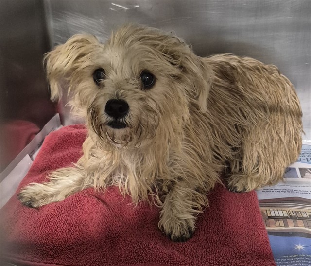 Shelter Stray Female Dog last seen Near BLOCK REDBANK RD, BAKERSFIELD CA 93307, 3951 Fruitvale Ave, Bakersfield, CA 93308, USA