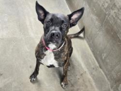 Shelter Stray Female Dog last seen , 14409 Vanowen St, Van Nuys, CA 91405, USA