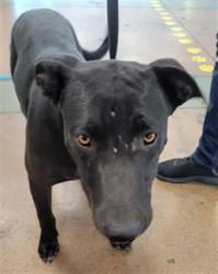 Shelter Stray Male Dog last seen , 14409 Vanowen St, Van Nuys, CA 91405, USA