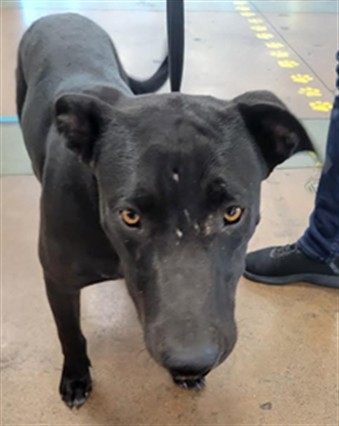 Shelter Stray Male Dog last seen , 14409 Vanowen St, Van Nuys, CA 91405, USA