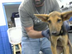 Shelter Stray Female Dog last seen DORADO PL SE & CENTRAL, 8920 Lomas Blvd NE, Albuquerque, NM 87112, USA