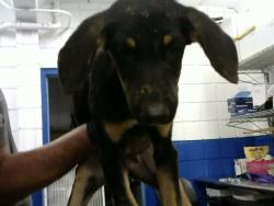 Shelter Stray Female Dog last seen DORADO PL SE & CENTRAL, 8920 Lomas Blvd NE, Albuquerque, NM 87112, USA