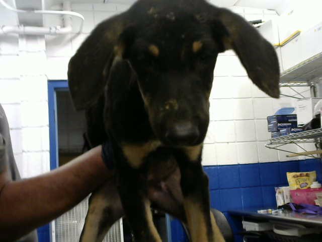 Shelter Stray Female Dog last seen DORADO PL SE & CENTRAL, 8920 Lomas Blvd NE, Albuquerque, NM 87112, USA
