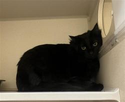 Shelter Stray Male Cat last seen Near BLOCK E ILIFF AVE, DENVER CO 80222, 1241 W Bayaud Ave, Denver, CO 80223, USA