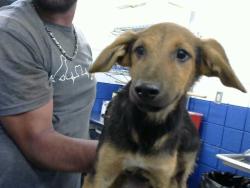 Shelter Stray Female Dog last seen DORADO PL SE & CENTRAL, 8920 Lomas Blvd NE, Albuquerque, NM 87112, USA