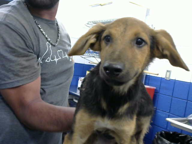 Shelter Stray Female Dog last seen DORADO PL SE & CENTRAL, 8920 Lomas Blvd NE, Albuquerque, NM 87112, USA