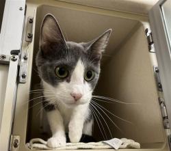 Shelter Stray Female Cat last seen Near BLOCK W BAYAUD AVE, DENVER CO 80223, 1241 W Bayaud Ave, Denver, CO 80223, USA