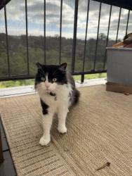 Lost Male Cat last seen Park Newport, Newport Beach, CA 92660