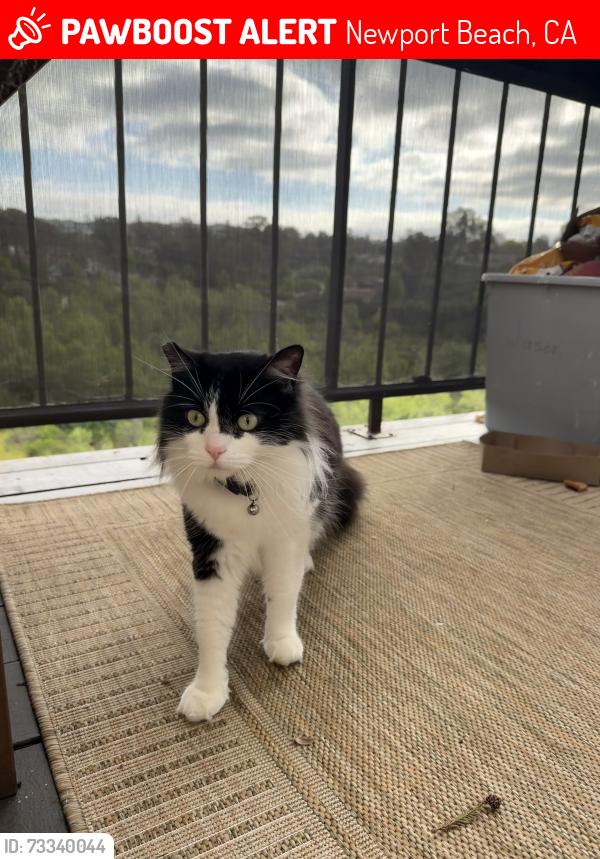 Lost Male Cat last seen Park Newport, Newport Beach, CA 92660