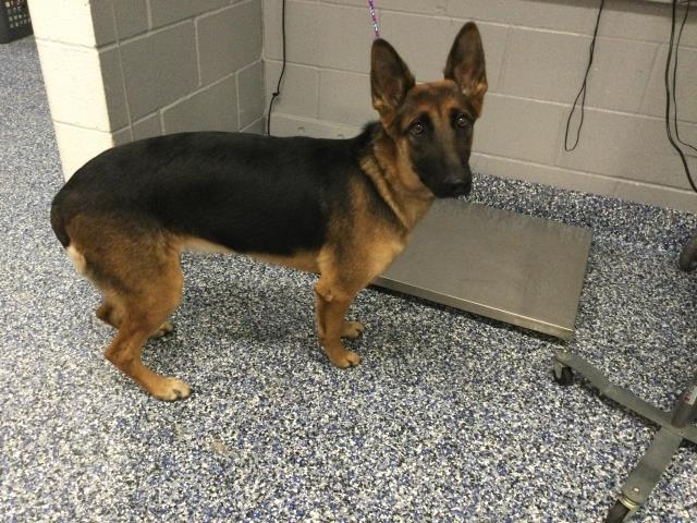 Shelter Stray Female Dog last seen RALPHS 74884 COUNTRY CLUB DR, 72050 Pet Land Pl, Thousand Palms, CA 92276, USA
