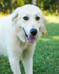 Shelter Stray Female Dog last seen , 1601 Airport Rd, Shelby, NC 28150, USA