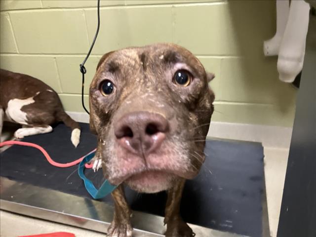 Shelter Stray Female Dog last seen OLD GREENSBORO RD, 1601 Eubanks Rd, Chapel Hill, NC 27516, USA