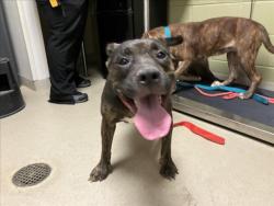Shelter Stray Female Dog last seen OLD GREENSBORO RD, 1601 Eubanks Rd, Chapel Hill, NC 27516, USA