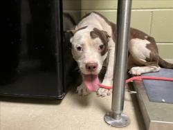 Shelter Stray Male Dog last seen OLD GREENSBORO RD, 1601 Eubanks Rd, Chapel Hill, NC 27516, USA