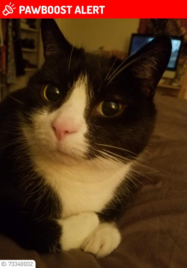 Lost Male Cat last seen Near Blanton ln, Huntington Beach, CA 92649
