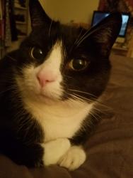 Lost Male Cat last seen Near Blanton ln, Huntington Beach, CA 92649