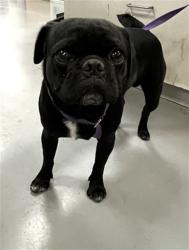 Shelter Stray Male Dog last seen QUINN ST, SAN JACINTO, 581 S Grand Ave, San Jacinto, CA 92582, USA