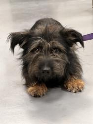 Shelter Stray Male Dog last seen Near BLOCK E 4TH ST, PERRIS CA 92570, 581 S Grand Ave, San Jacinto, CA 92582, USA
