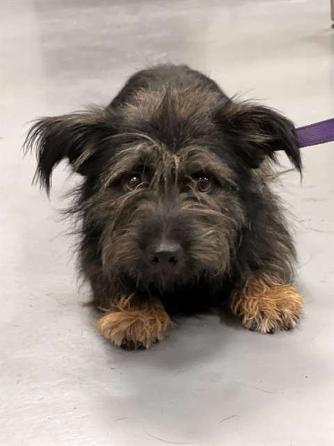 Shelter Stray Male Dog last seen Near BLOCK E 4TH ST, PERRIS CA 92570, 581 S Grand Ave, San Jacinto, CA 92582, USA