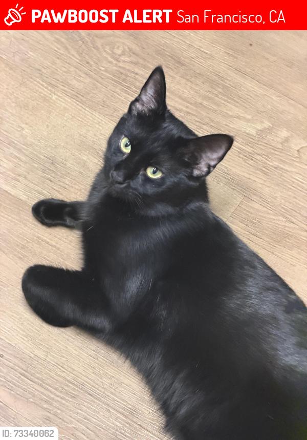 Lost Male Cat last seen Turk, divisidero, San Francisco, CA 94115