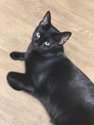Lost Male Cat last seen Turk, divisidero, San Francisco, CA 94115