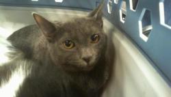 Shelter Stray Female Cat last seen CHARLOTTE, 8315 Byrum Dr, Charlotte, NC 28217, USA