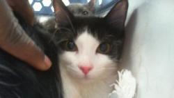 Shelter Stray Female Cat last seen CHARLOTTE, 8315 Byrum Dr, Charlotte, NC 28217, USA