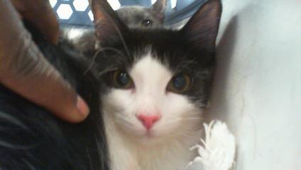 Shelter Stray Female Cat last seen CHARLOTTE, 8315 Byrum Dr, Charlotte, NC 28217, USA