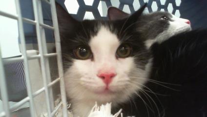 Shelter Stray Male Cat last seen CHARLOTTE, 8315 Byrum Dr, Charlotte, NC 28217, USA