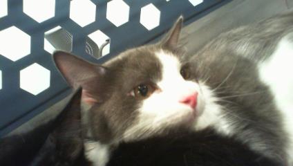 Shelter Stray Male Cat last seen CHARLOTTE, 8315 Byrum Dr, Charlotte, NC 28217, USA