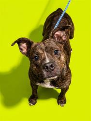 Shelter Stray Male Dog last seen IN THEIR NEIGHBORHOOD, 2020 Forest St, Jacksonville, FL 32204, USA