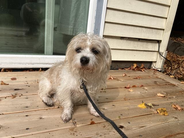 Shelter Stray Male Dog last seen Near BLOCK 27TH AVE SW, SEATTLE WA 98146, 21615 64th Ave S, Kent, WA 98032, USA