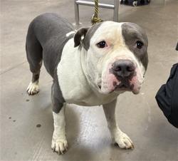 Shelter Stray Male Dog last seen 89TH AVE AND SWEETWATER AVE, 2500 S 27th Ave, Phoenix, AZ 85009, USA