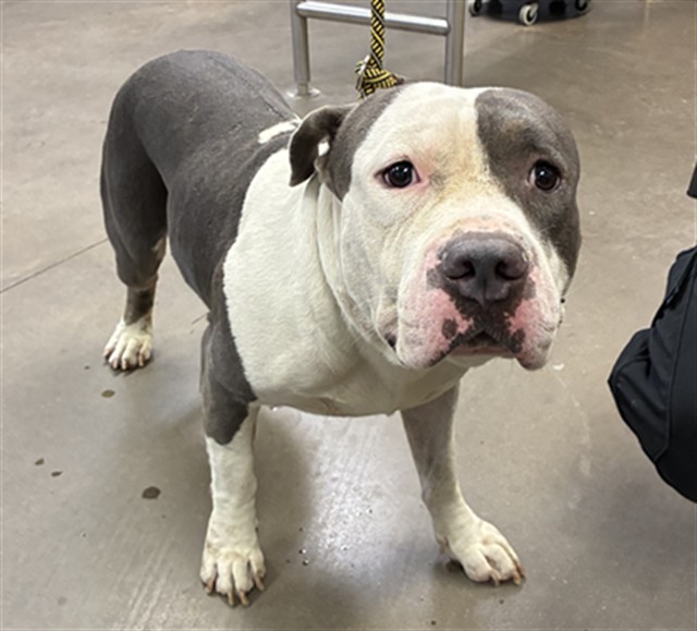 Shelter Stray Male Dog last seen 89TH AVE AND SWEETWATER AVE, 2500 S 27th Ave, Phoenix, AZ 85009, USA