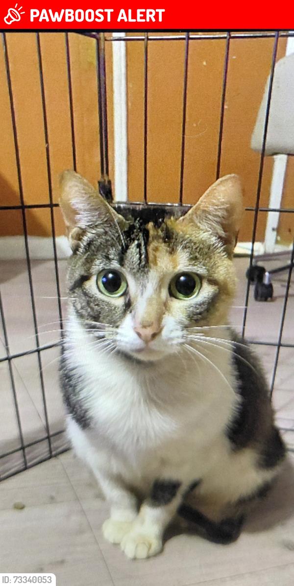 Lost Female Cat last seen Cold creek Dr, Montgomery County, TX 77306