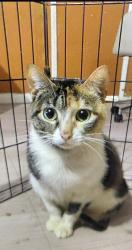 Lost Female Cat last seen Cold creek Dr, Montgomery County, TX 77306
