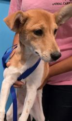 Shelter Stray Female Dog last seen PANAMA LN BAKERSFIELD, 201 S Mt Vernon Ave, Bakersfield, CA 93307, USA