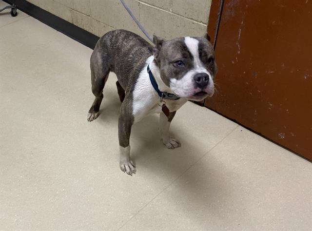 Shelter Stray Male Dog last seen , 3839 W Burnham St, West Milwaukee, WI 53215, USA