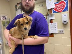 Shelter Stray Male Dog last seen Near BLOCK W AMERICAN DR, 3839 W Burnham St, West Milwaukee, WI 53215, USA