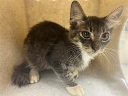 Shelter Stray Unknown Cat last seen , 232 Eslinger Way, Sanford, FL 32773, USA