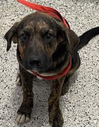 Shelter Stray Male Dog last seen Near BLOCK PRAIRIE ST, DETROIT MI 48238, 7401 Chrysler Dr, Detroit, MI 48211, USA