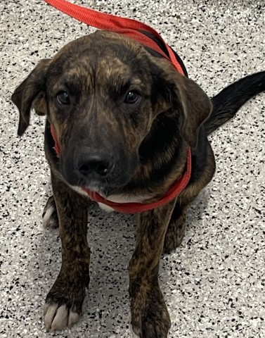 Shelter Stray Male Dog last seen Near BLOCK PRAIRIE ST, DETROIT MI 48238, 7401 Chrysler Dr, Detroit, MI 48211, USA