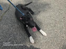 Shelter Stray Male Dog last seen Near BLOCK VAUGHAN ST, DETROIT, MI 48219, 7401 Chrysler Dr, Detroit, MI 48211, USA