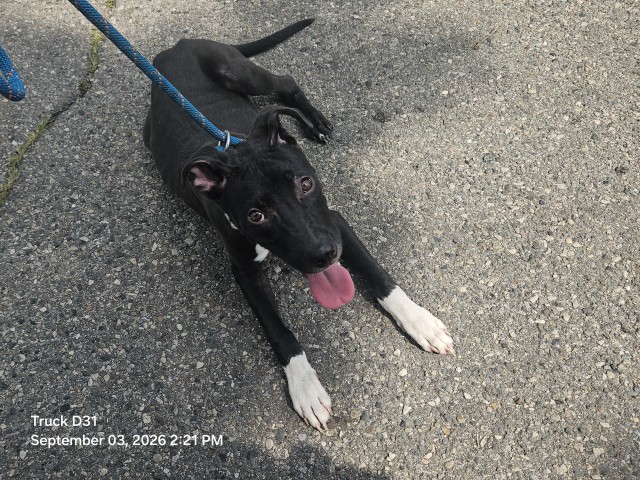Shelter Stray Male Dog last seen Near BLOCK VAUGHAN ST, DETROIT, MI 48219, 7401 Chrysler Dr, Detroit, MI 48211, USA