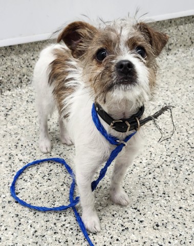 Shelter Stray Female Dog last seen Near BLOCK MARYLAND, DETROIT MI 48224, 7401 Chrysler Dr, Detroit, MI 48211, USA
