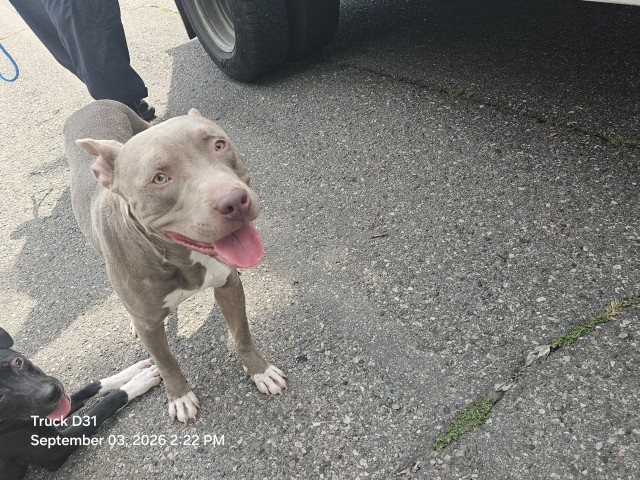 Shelter Stray Male Dog last seen Near BLOCK VAUGHAN ST, DETROIT, MI 48219, 7401 Chrysler Dr, Detroit, MI 48211, USA