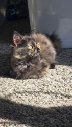 Lost Female Cat last seen Kenswick ln lincoln ca, Lincoln, CA 95648