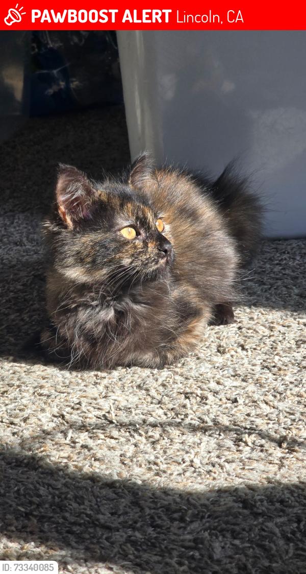 Lost Female Cat last seen Kenswick ln lincoln ca, Lincoln, CA 95648