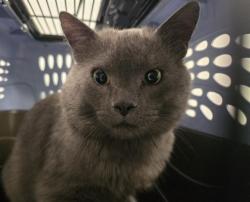Shelter Stray Male Cat last seen Near BLOCK E 25TH AVE, AURORA CO 80010, 2080 S Quebec St, Denver, CO 80231, USA